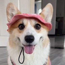 Dog Hats with Ear Holes Breathable Cotton Fishman Sun Cap